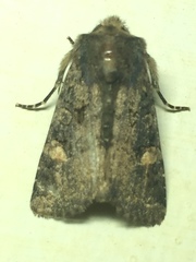 Dryobota labecula