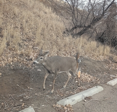 Odocoileus virginianus