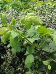 Rubus fruticosus