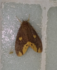 Euproctis quadrangularis