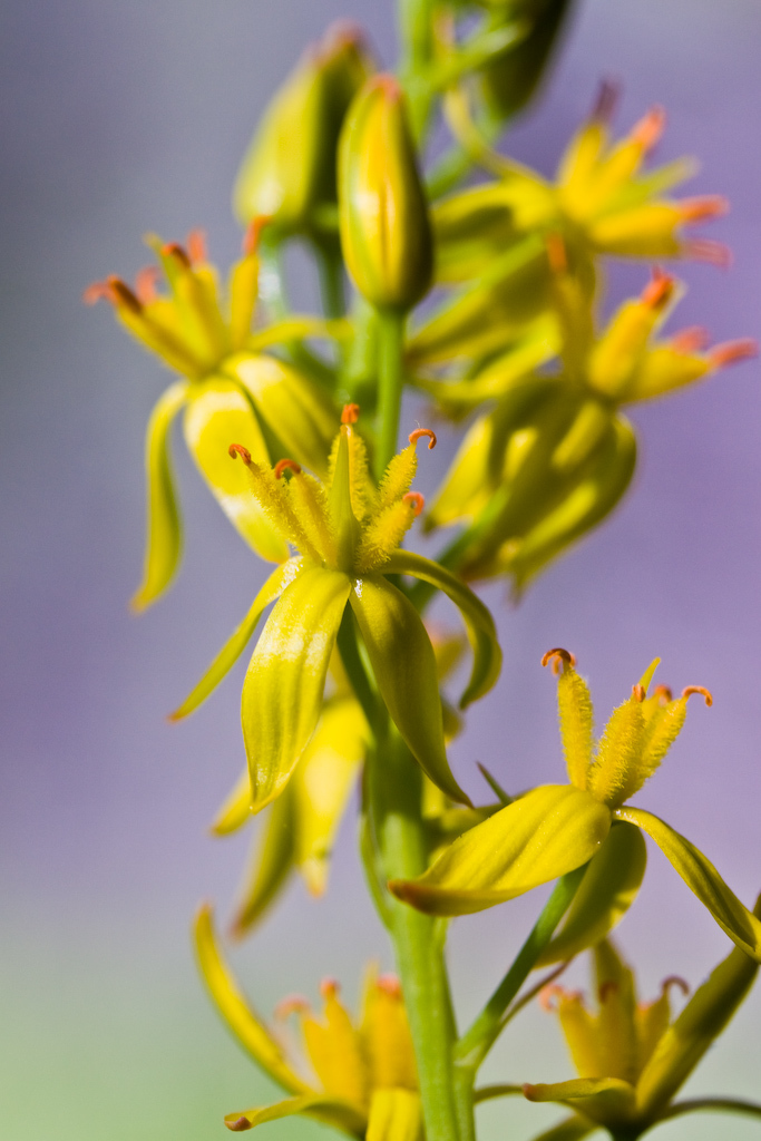Narthecium