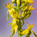 Narthecium californicum - Photo (c) Ken-ichi Ueda, μερικά δικαιώματα διατηρούνται (CC BY)