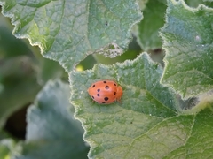 Henosepilachna argus