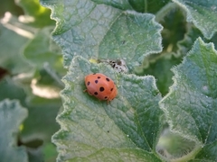 Henosepilachna argus