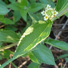 Lippia rehmannii