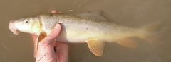 Catostomus latipinnis