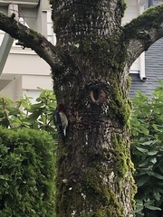 Sphyrapicus ruber ruber