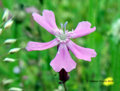 Silene pendula