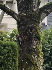 Sphyrapicus ruber ruber