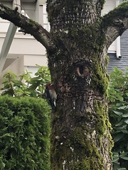 Sphyrapicus ruber ruber