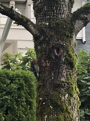 Sphyrapicus ruber ruber