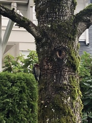 Sphyrapicus ruber ruber