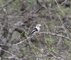 Prionops poliolophus