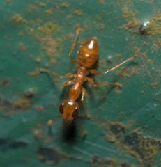Gesomyrmex howardi