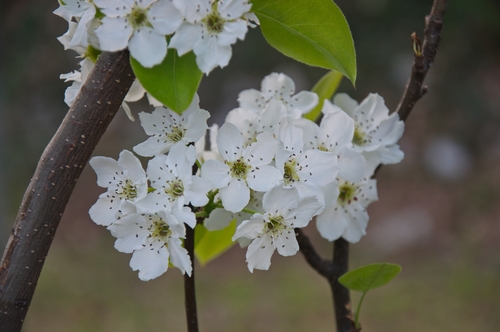 Pyrus pyrifolia