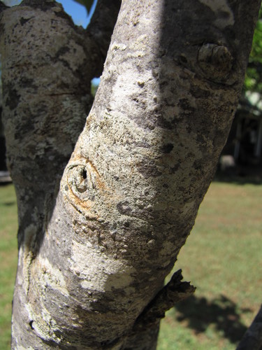 Pyrus pyrifolia