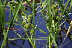 Sparganium erectum
