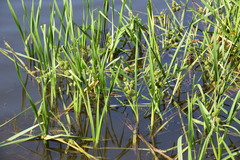 Sparganium erectum