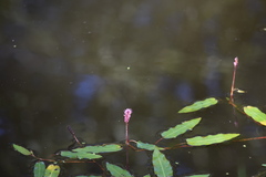 Persicaria amphibia