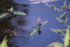 Persicaria amphibia