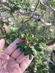 Vachellia rigidula