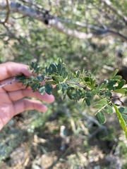 Vachellia rigidula
