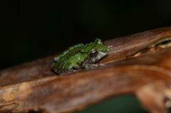 Philautus aurifasciatus