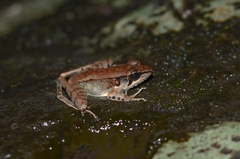 Wijayarana