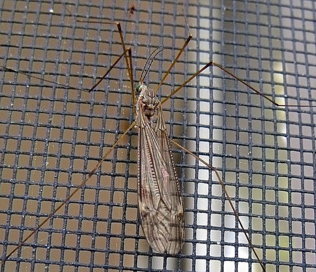 Tipula williamsiana