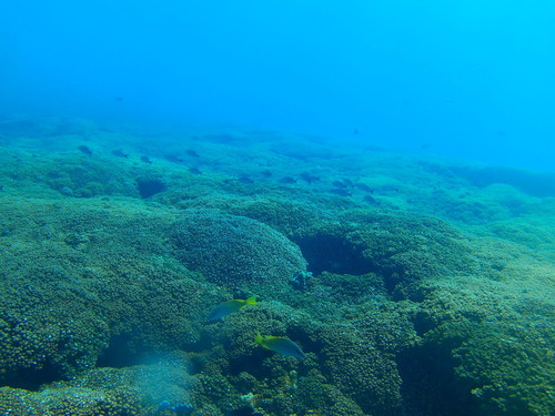 Yellow Snapper