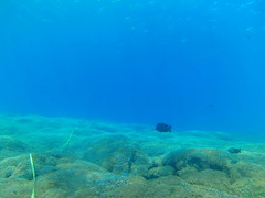 Microspathodon bairdii