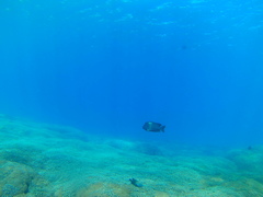 Microspathodon bairdii