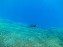 Microspathodon bairdii