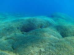 Neoniphon suborbitalis