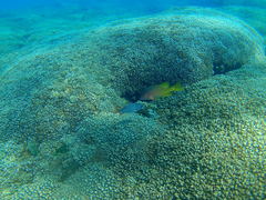 Neoniphon suborbitalis