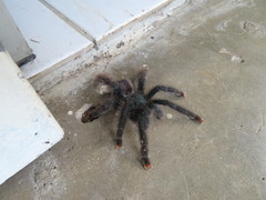 Avicularia avicularia