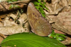 Morpho menelaus