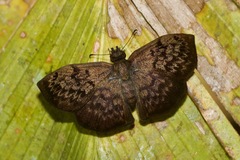 Camptopleura auxo