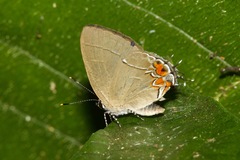 Calycopis cerata