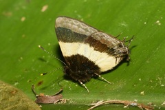 Arzecla taminella