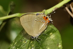 Calycopis cerata