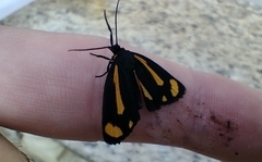 Brycea disjuncta