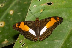 Adelpha thesprotia