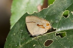 Calycopis centoripa
