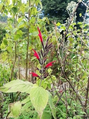 Salvia longistyla
