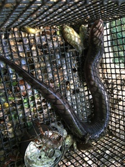 Amphiuma tridactylum