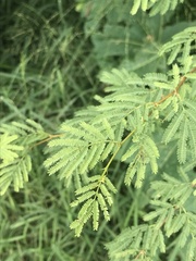 Vachellia farnesiana