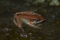 Wijayarana