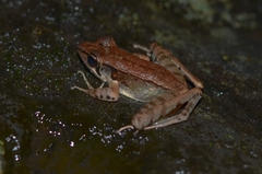Wijayarana