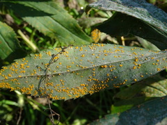 Coleosporium solidaginis gall